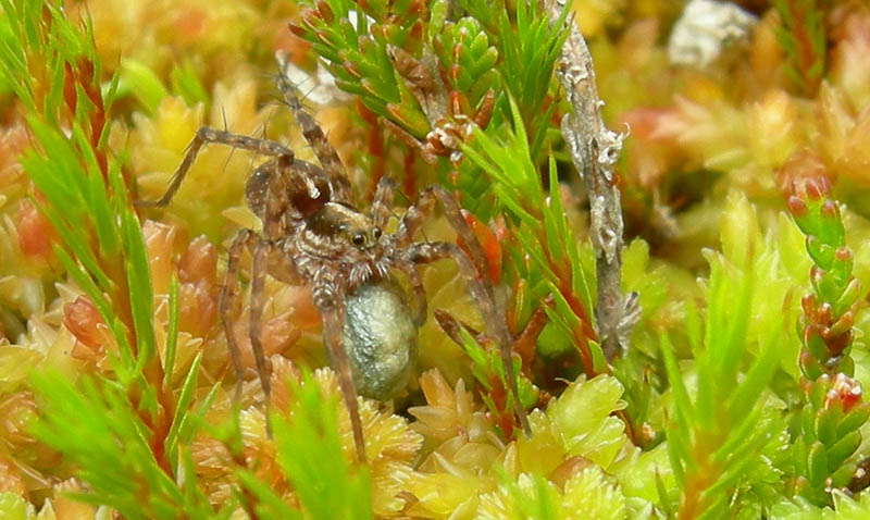 Pardosa sp. con  