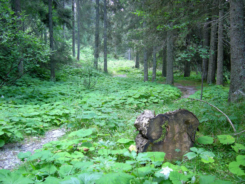 Cimon di Busa della Neve  m. 2574.......escursione