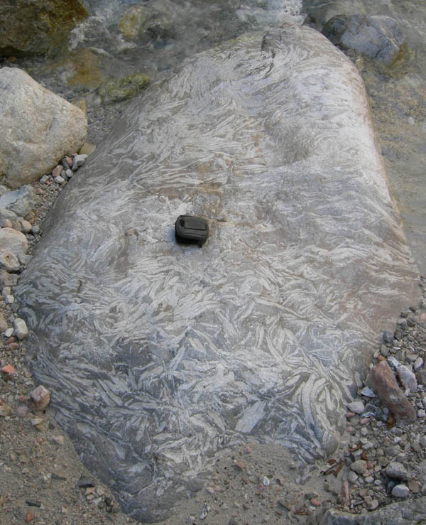 calcari a Lithiotis del Lias (Giurassico)