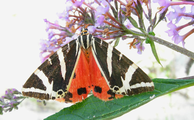 Euplagia quadripunctaria - Arctiidae....dal Trentino