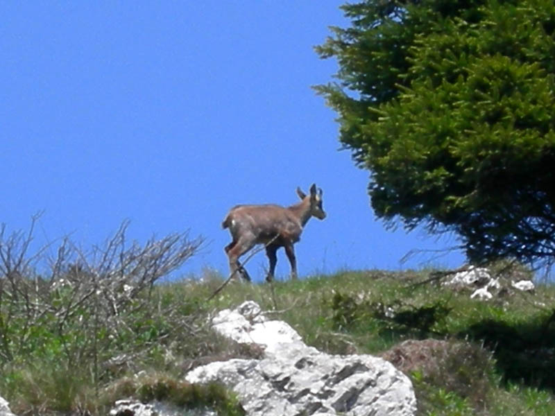 Rupicapra rupicapra.....dal Trentino Alto Adige