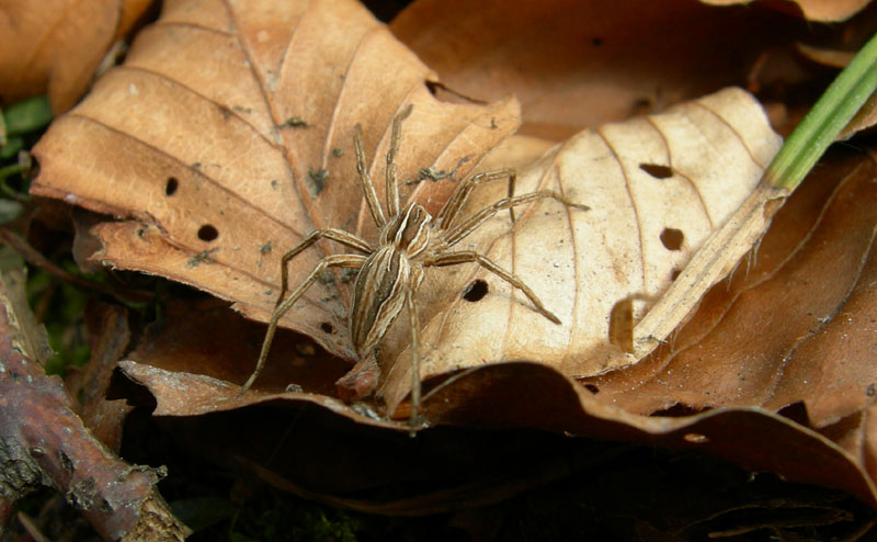 Pisaura mirabilis