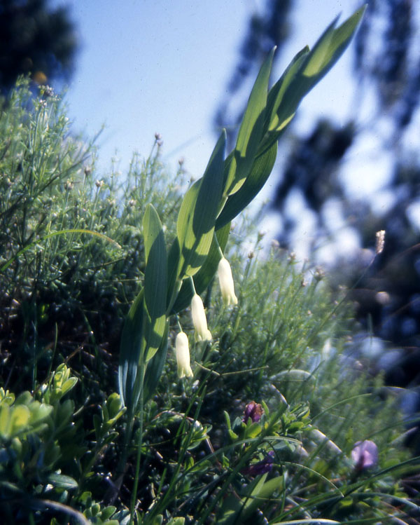 Fiori del Trentino