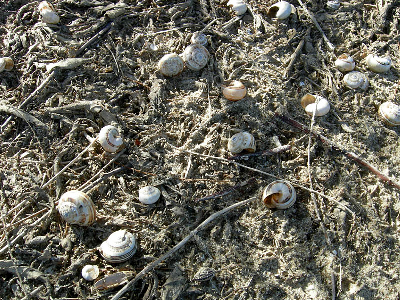 inizio spiaggia....(PE) (Theba pisana)