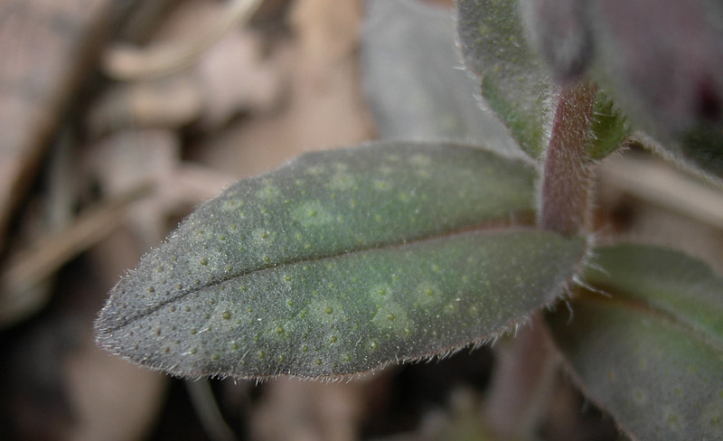 Pulmonaria cfr. officinalis
