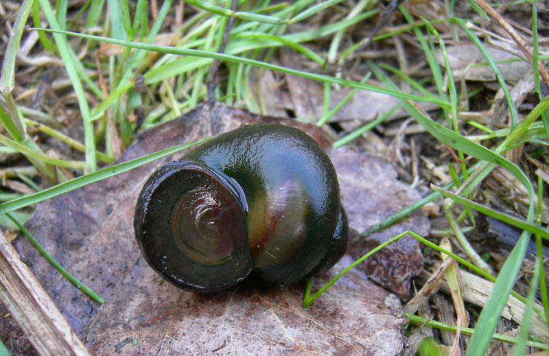 Haemopis sanguisuga
