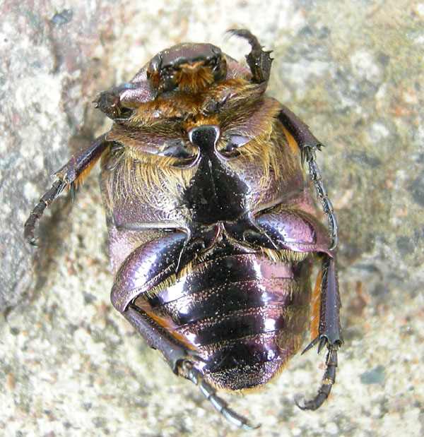larve di Protaetia cuprea cuprea