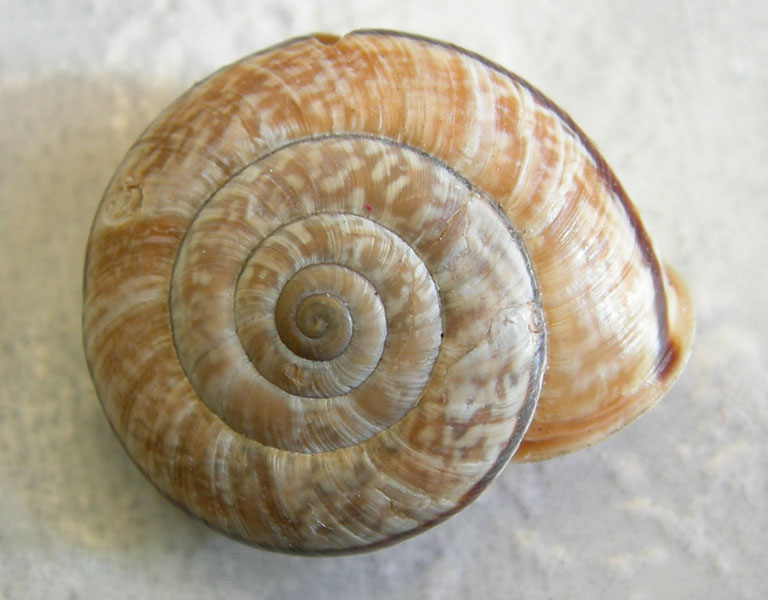 quale Chilostoma ?....Capovalle (BS)