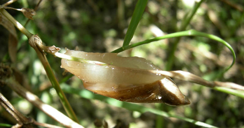 chiocciole varie........Terlago
