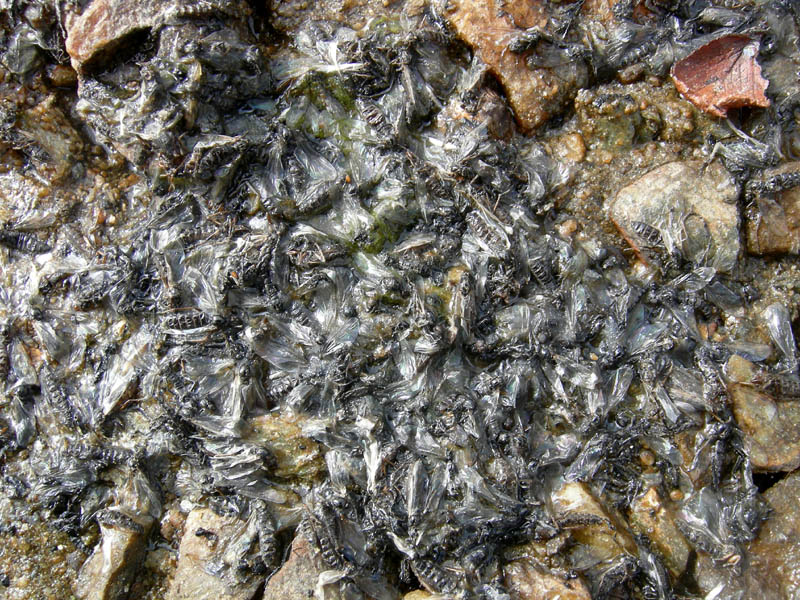 Bibio clavipes (Bibionidae)