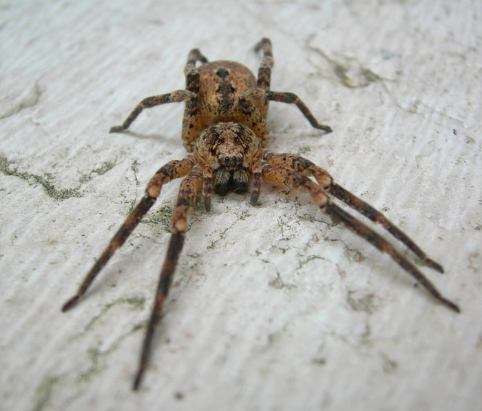 Zoropsis spinimana