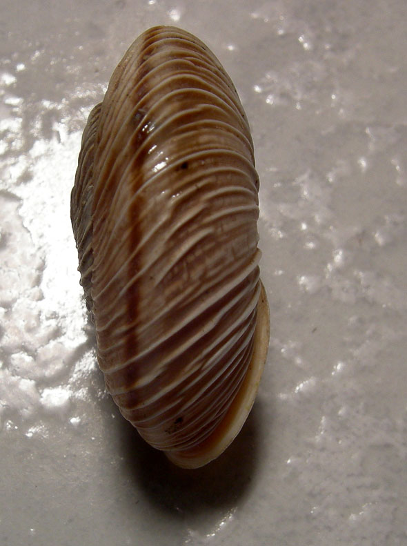 Chilostoma cingulatum gobanzi (BS)
