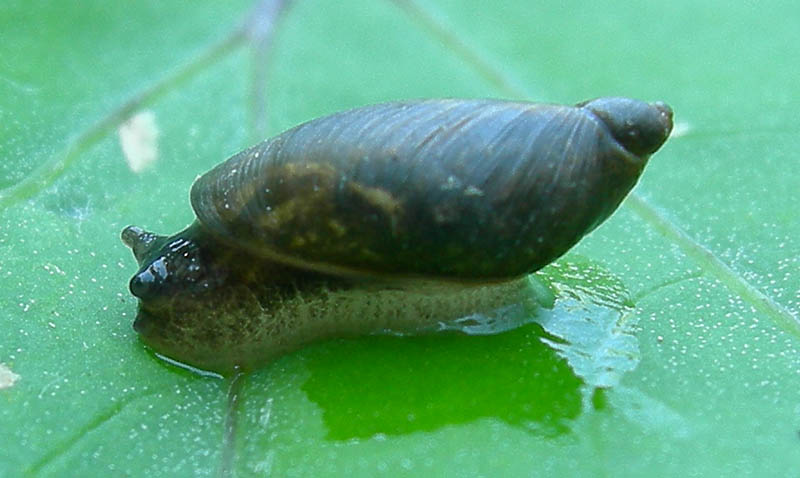 Oxyloma sp.  a Virti di Folgaria (TN)