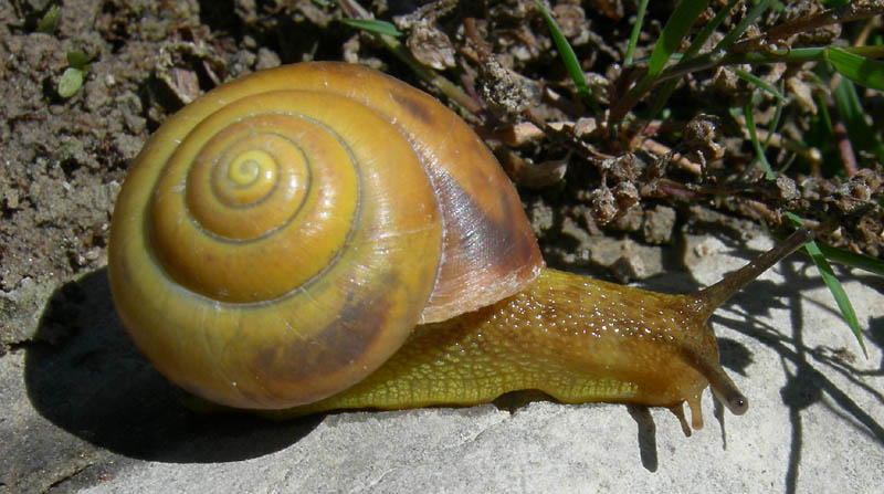 chiocciole varie........Terlago