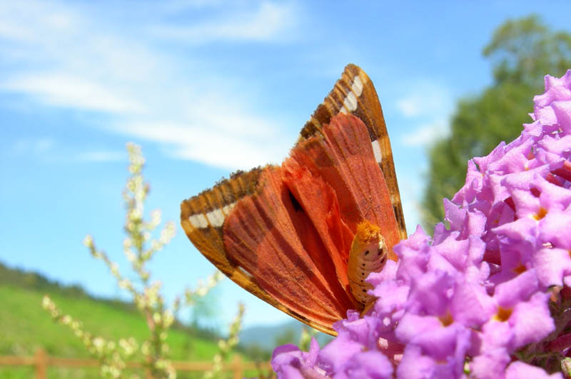 Euplagia quadripunctaria - Arctiidae....dal Trentino