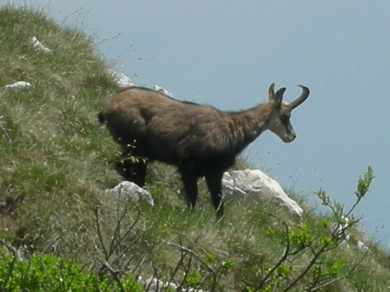 Rupicapra rupicapra.....dal Trentino Alto Adige