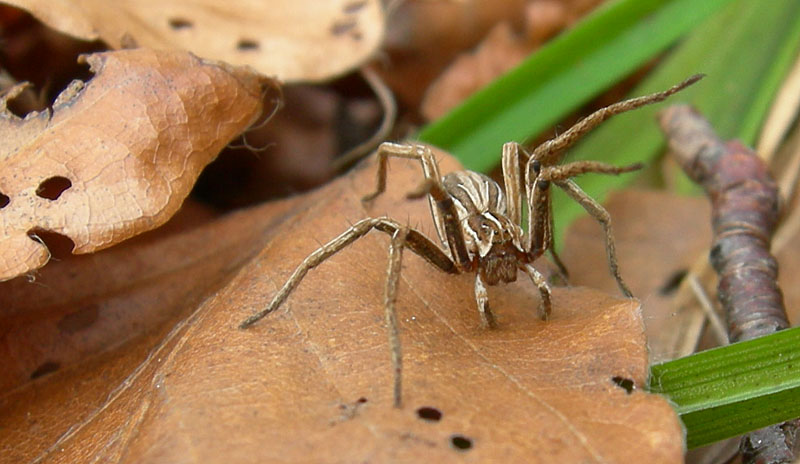 Pisaura mirabilis