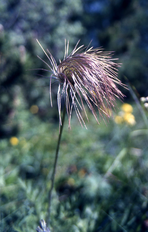 Fiori del Trentino