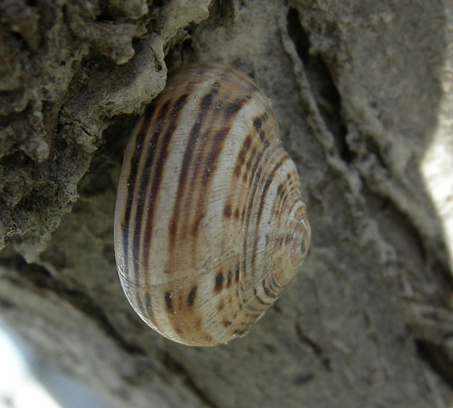 inizio spiaggia....(PE) (Theba pisana)