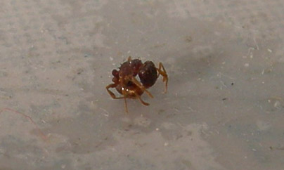 chi dei due? (Pritha parva e Steatoda cacciatori di formiche)