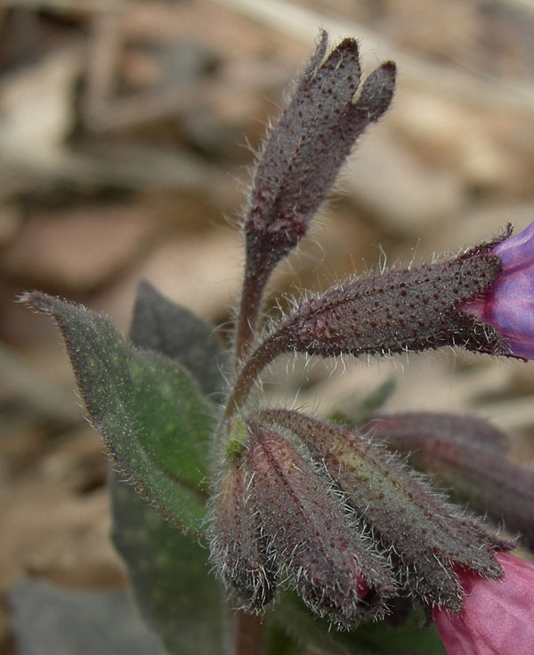 Pulmonaria cfr. officinalis