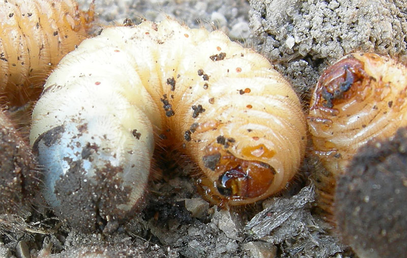larve di Protaetia cuprea cuprea