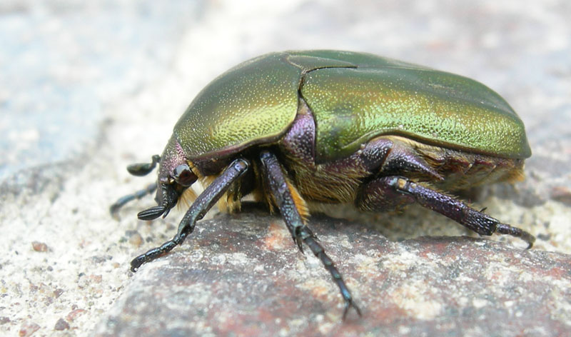 larve di Protaetia cuprea cuprea