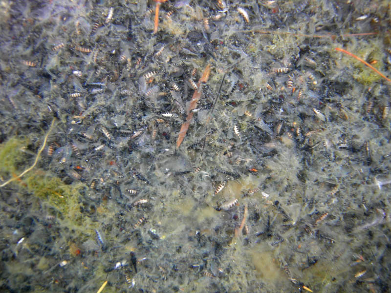 Bibio clavipes (Bibionidae)