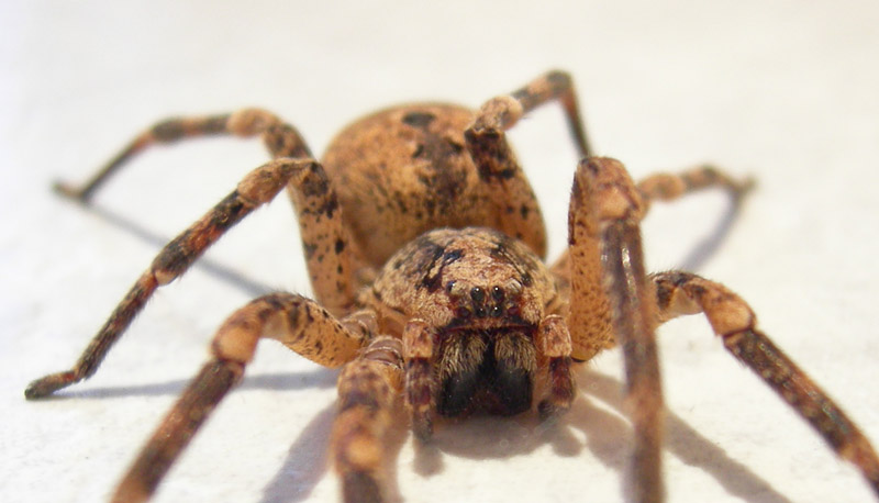 Zoropsis spinimana