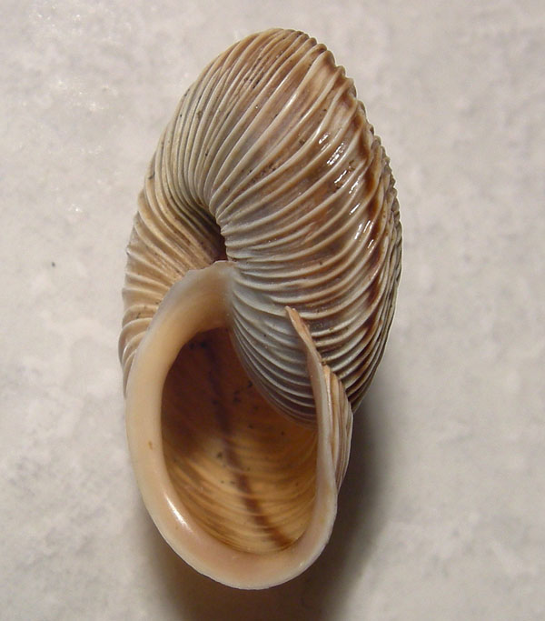 Chilostoma cingulatum gobanzi (BS)