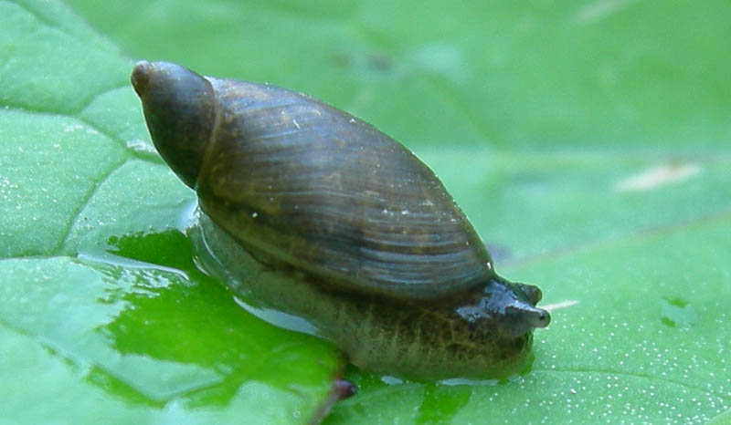 Oxyloma sp.  a Virti di Folgaria (TN)