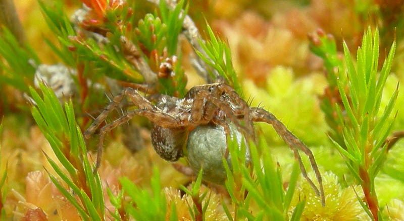 Pardosa sp. con  