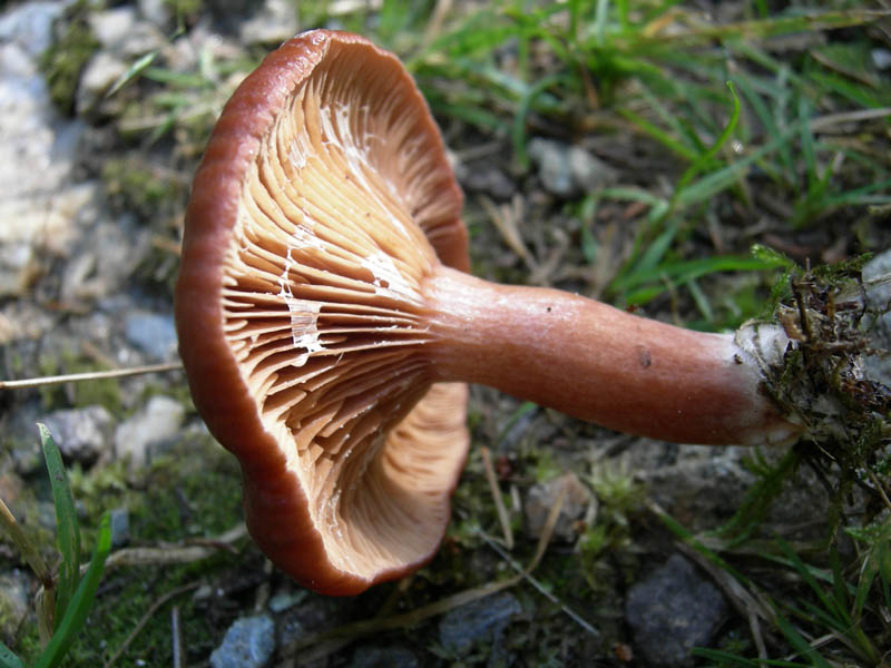 Cimon di Busa della Neve  m. 2574.......escursione