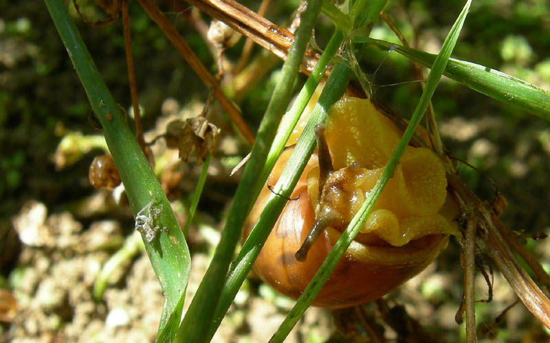 Fruticicola fruticum (Terlago (TN)