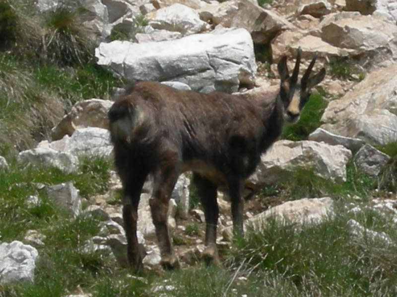 Rupicapra rupicapra.....dal Trentino Alto Adige