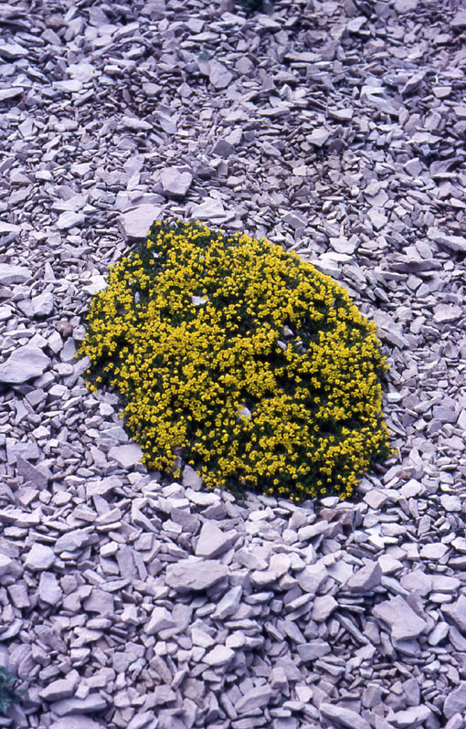 Fiori del Trentino