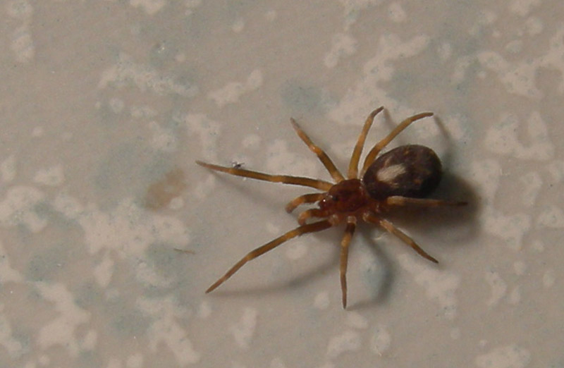 chi dei due? (Pritha parva e Steatoda cacciatori di formiche)