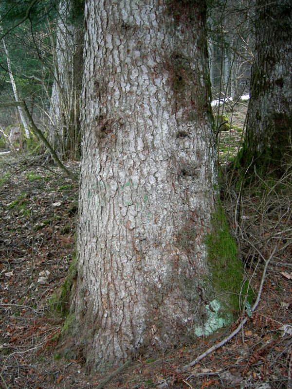 Monumento vegetale: Abete bianco (Selva di Sopramonte-TN)