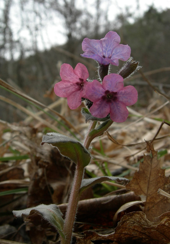 Pulmonaria cfr. officinalis