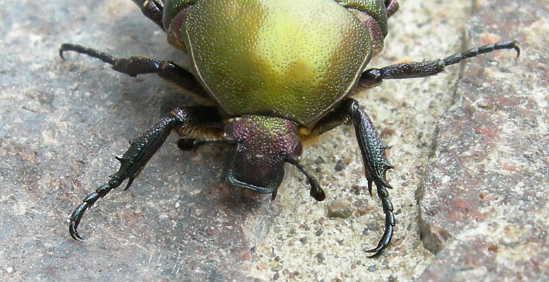 larve di Protaetia cuprea cuprea