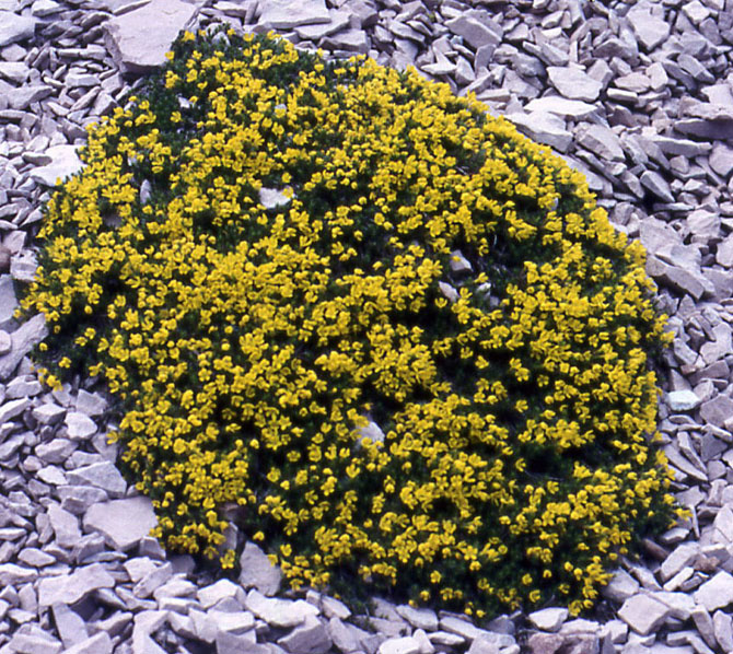 Fiori del Trentino