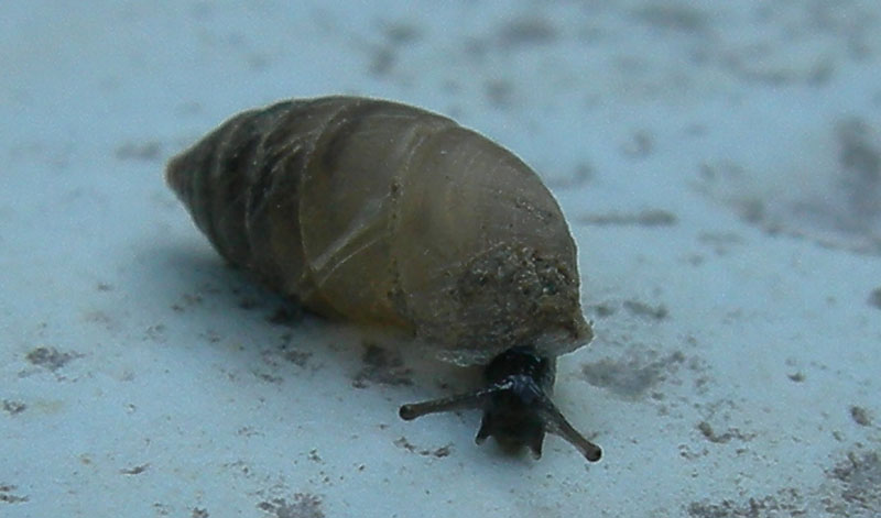 Granaria illyrica (Rossmssler, 1837)  in Val Gole (TN)