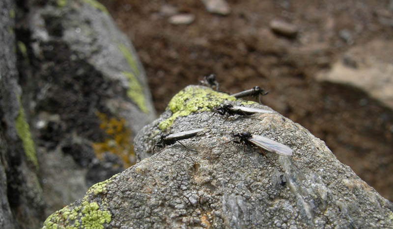 Bibio clavipes (Bibionidae)