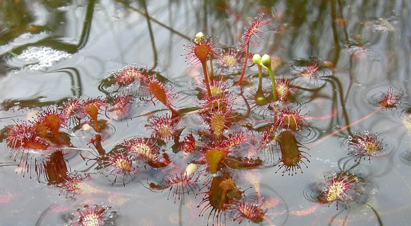 Drosera rotundifolia.....e suo habitat (Trentino)