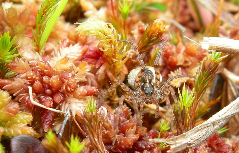 Pardosa sp. con  