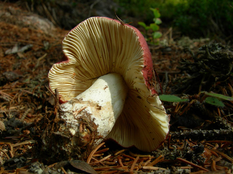 Cimon di Busa della Neve  m. 2574.......escursione