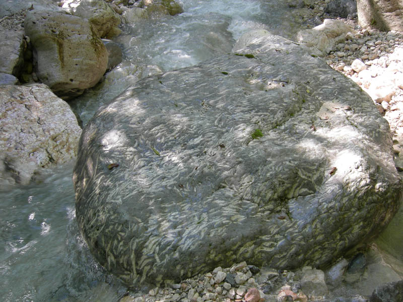 calcari a Lithiotis del Lias (Giurassico)