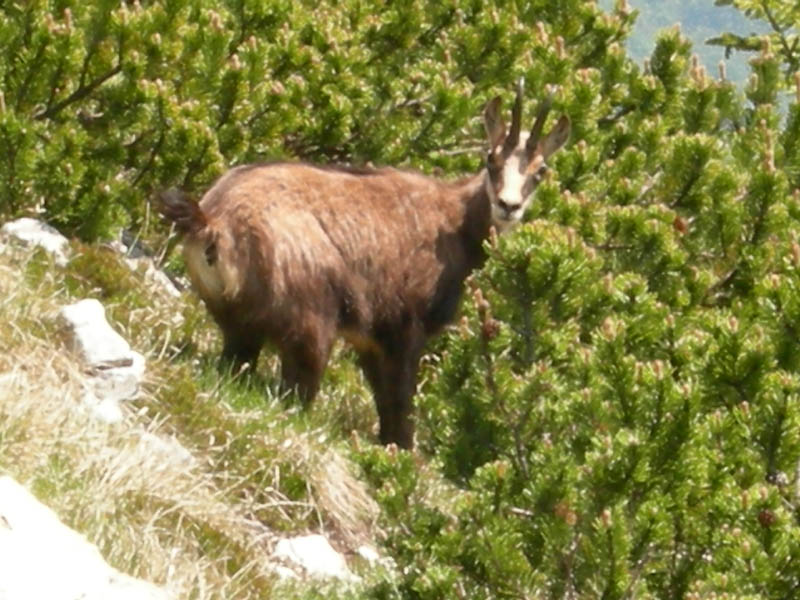 Rupicapra rupicapra.....dal Trentino Alto Adige