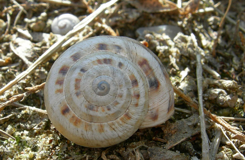 inizio spiaggia....(PE) (Theba pisana)