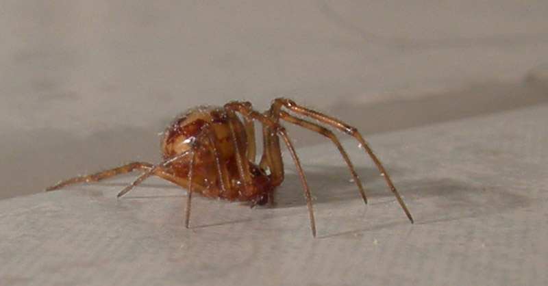 chi dei due? (Pritha parva e Steatoda cacciatori di formiche)